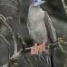 booby_redfooted_ci_v_0160_cos1423.jpg